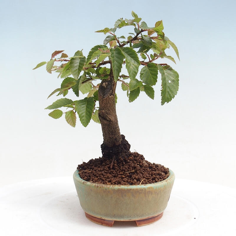 Bonsai für draußen -Carpinus CARPINOIDES - Koreanische Hainbuche
