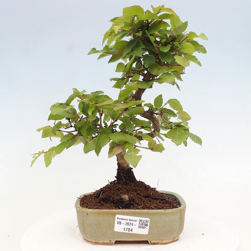 Bonsai für draußen -Carpinus CARPINOIDES - Koreanische Hainbuche