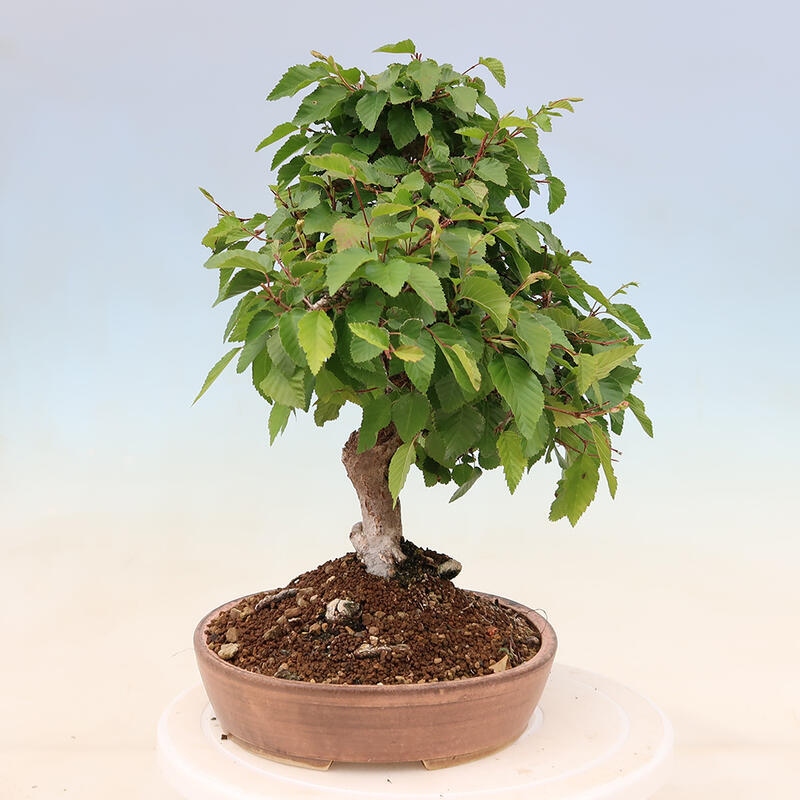 Bonsai für draußen - Karpinus Coreana - Koreanische Hainbuche