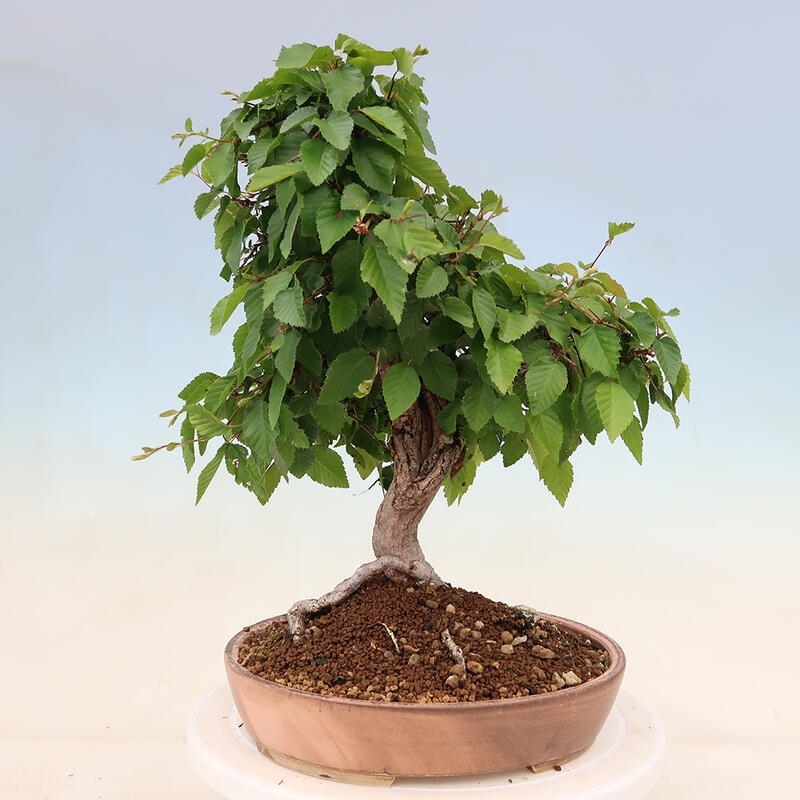 Bonsai für draußen - Karpinus Coreana - Koreanische Hainbuche