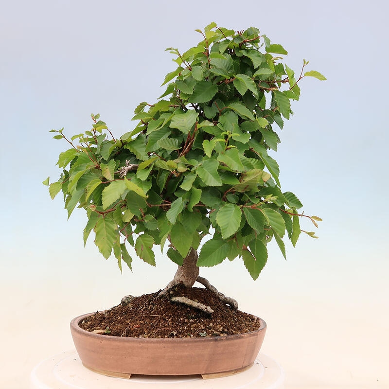 Bonsai für draußen - Karpinus Coreana - Koreanische Hainbuche