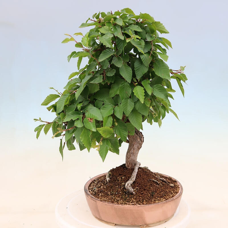 Bonsai für draußen - Karpinus Coreana - Koreanische Hainbuche