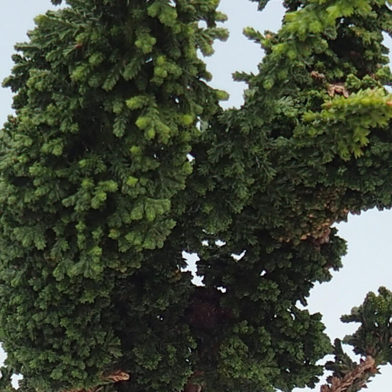 Bonsai für draußen - Cham. obtusa SEKKA HINOKI - Zypresse