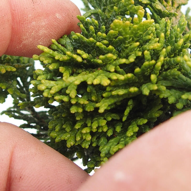 Bonsai für draußen - Cham.pis obtusa Nana Gracilis - Zypresse