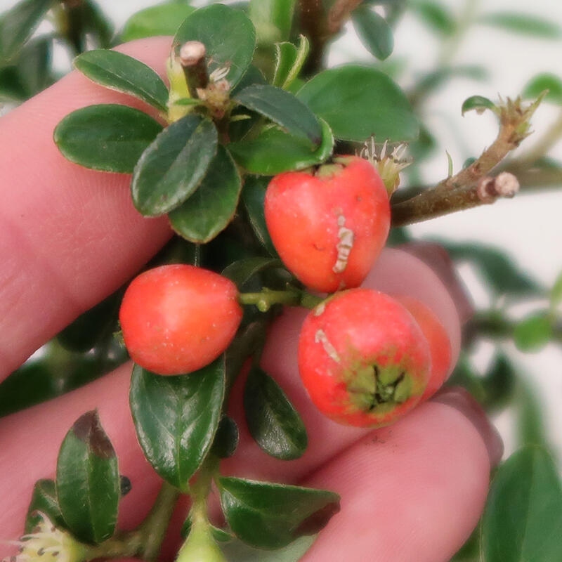 Freiland-Bonsai-Cotoneaster dammeri - Damer's Rock