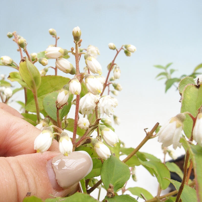 Bonsai für den Außenbereich – Deutzia scabra Candidissima – Trojpuk