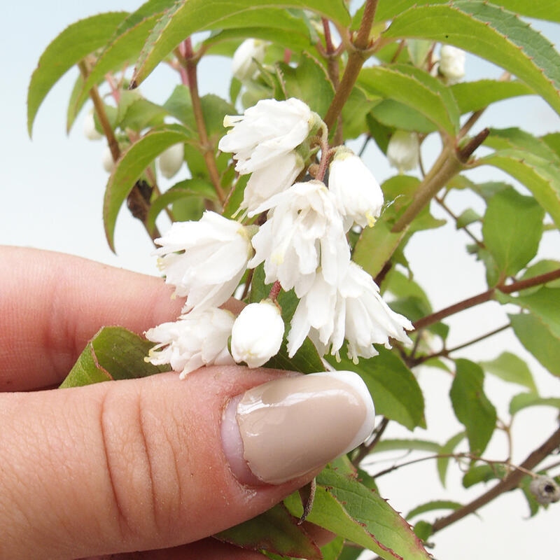Bonsai für den Außenbereich – Deutzia scabra Candidissima – Trojpuk