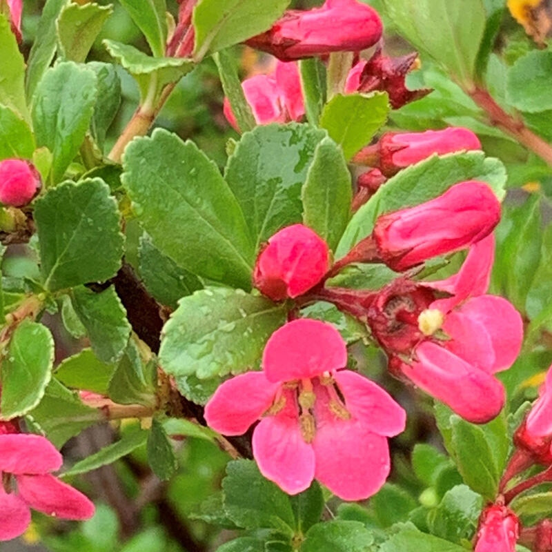 Bonsai für draußen - Escallonia 'Dart's Rosy Red' - Zábluda