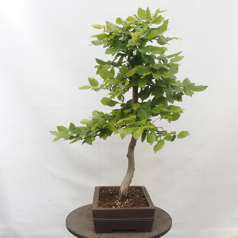 Bonsai für draußen - Hainbuche - Carpinus betulus