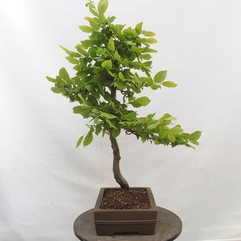 Bonsai für draußen - Hainbuche - Carpinus betulus