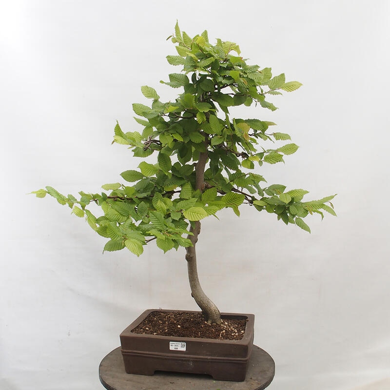 Bonsai für draußen - Hainbuche - Carpinus betulus