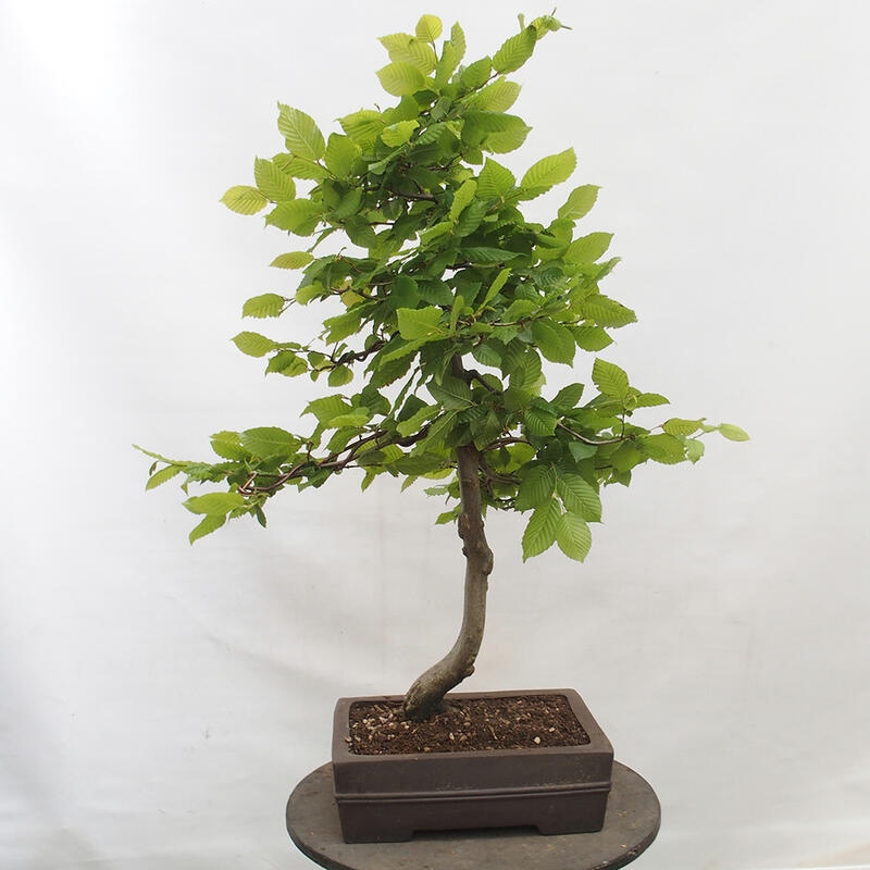 Bonsai für draußen - Hainbuche - Carpinus betulus