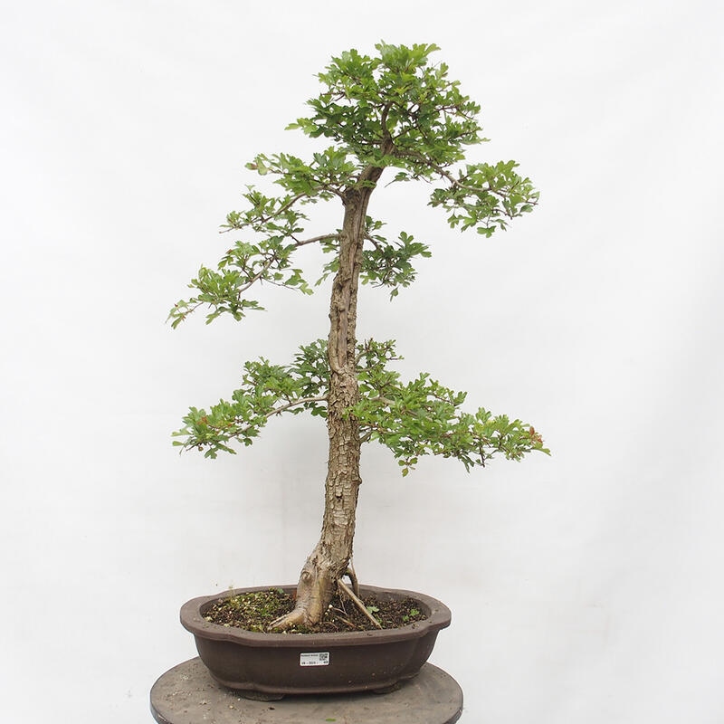 Bonsai für draußen - Weißdorn - Crataegus monogyna
