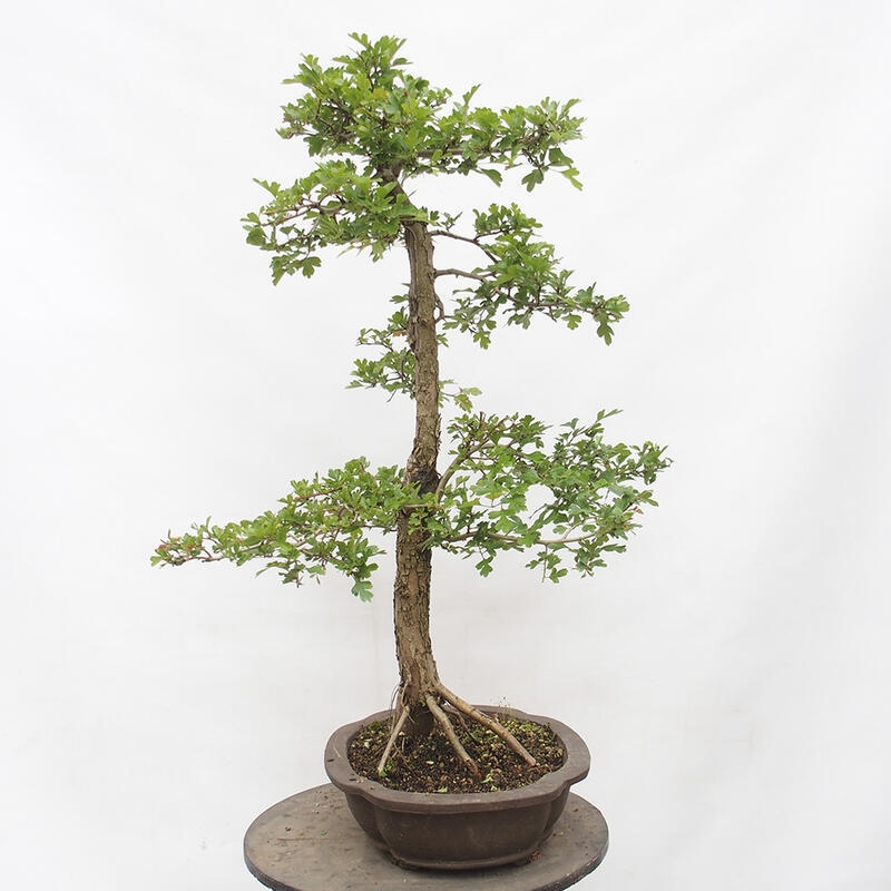 Bonsai für draußen - Weißdorn - Crataegus monogyna