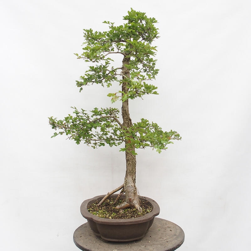 Bonsai für draußen - Weißdorn - Crataegus monogyna