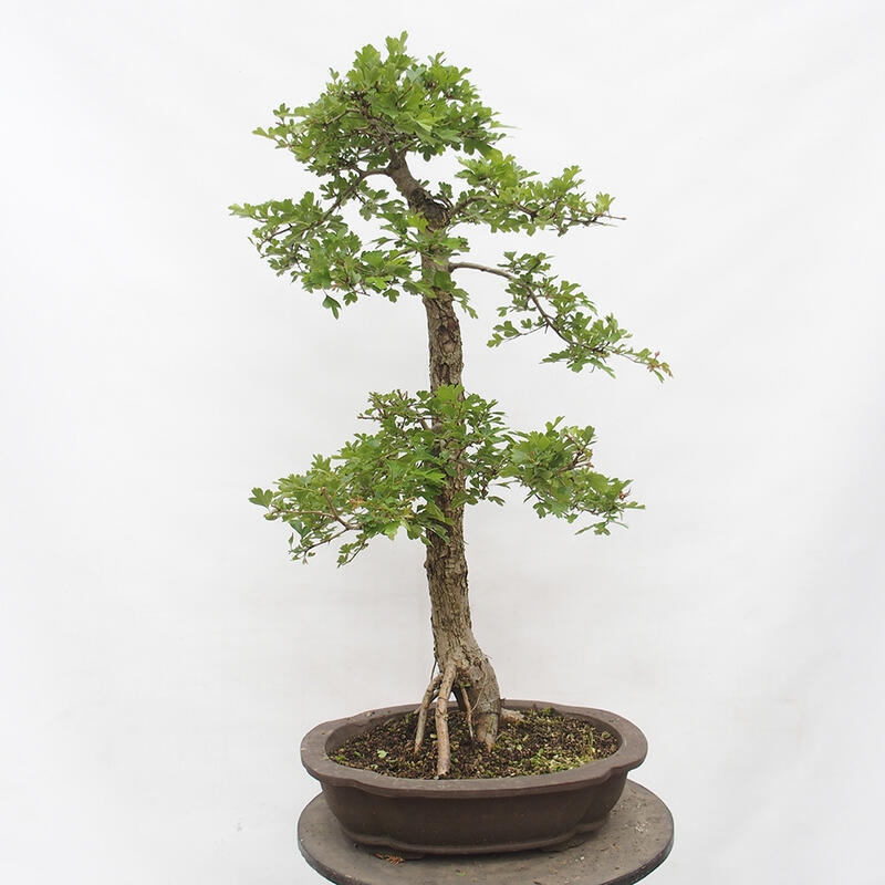 Bonsai für draußen - Weißdorn - Crataegus monogyna