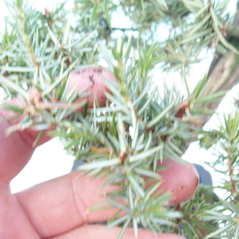 Bonsai für draußen - Juniperus rigida - Juniperus rigida