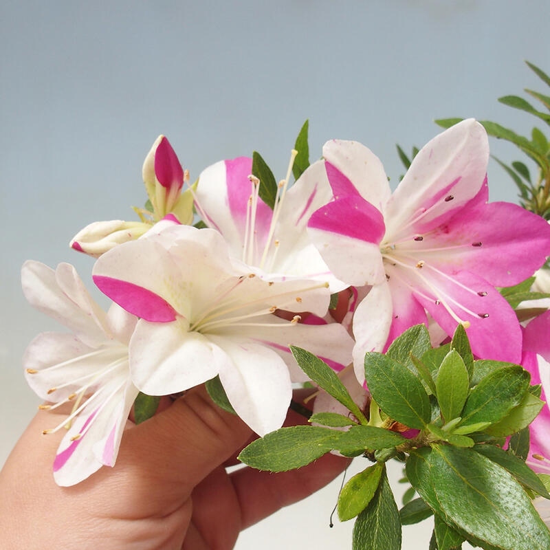 Bonsai für draußen - Japanische Azalee - Azalee Hand