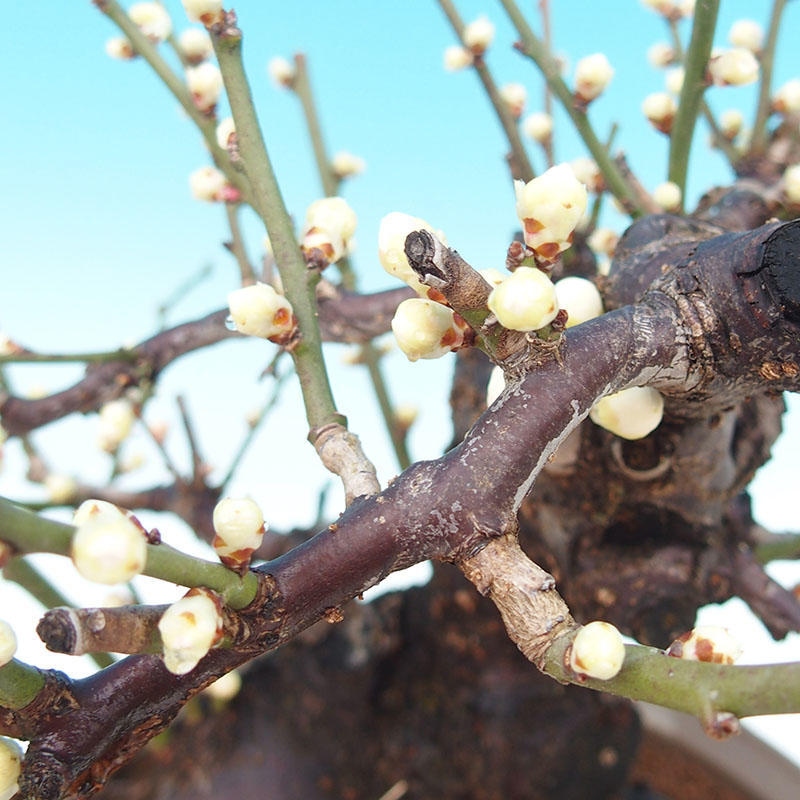 Bonsai für den Außenbereich – Japanischer Aprikosenbaum – Prunus Mume