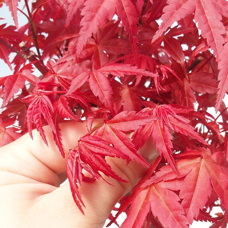 Bonsai für draußen - Acer palmatum DESHOJO