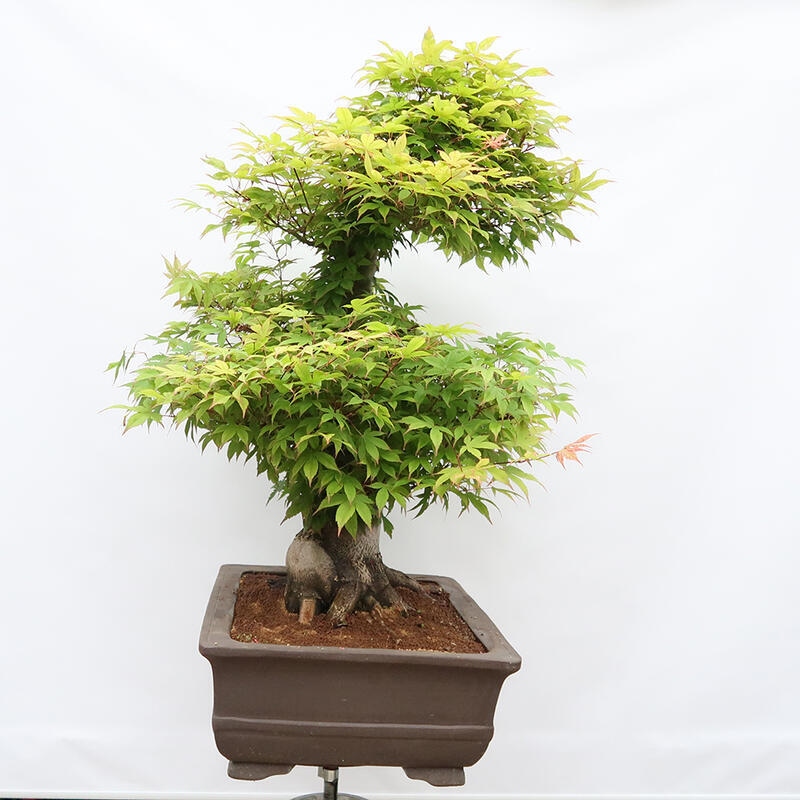 Bonsai für den Außenbereich - Acer palmatum - Vorbereitung NUR auf Paletten