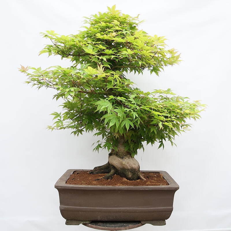 Bonsai für den Außenbereich - Acer palmatum - Vorbereitung NUR auf Paletten