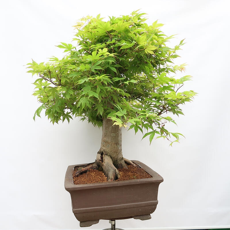Bonsai für den Außenbereich - Acer palmatum - Vorbereitung NUR auf Paletten