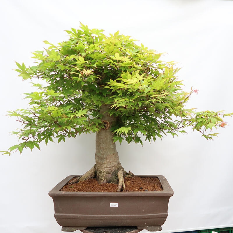 Bonsai für den Außenbereich - Acer palmatum - Vorbereitung NUR auf Paletten