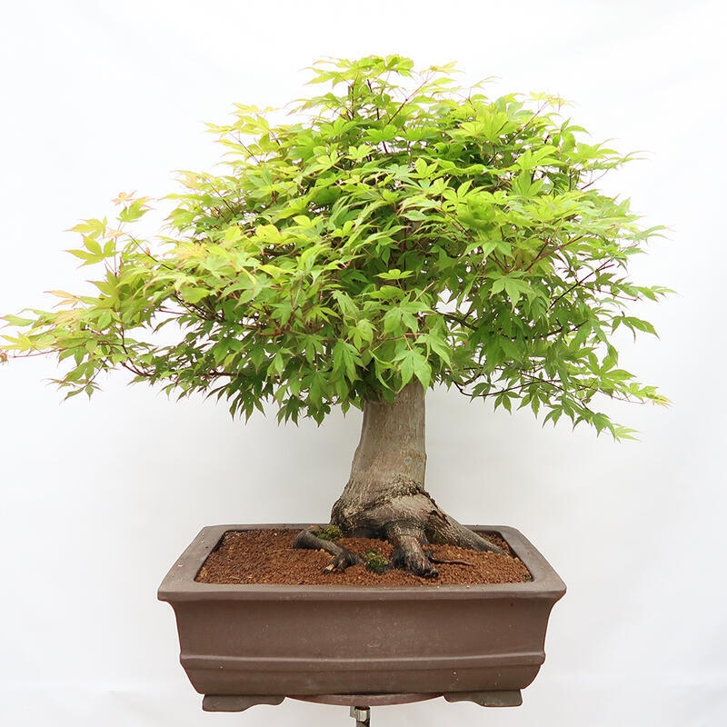 Bonsai für den Außenbereich - Acer palmatum - Vorbereitung NUR auf Paletten