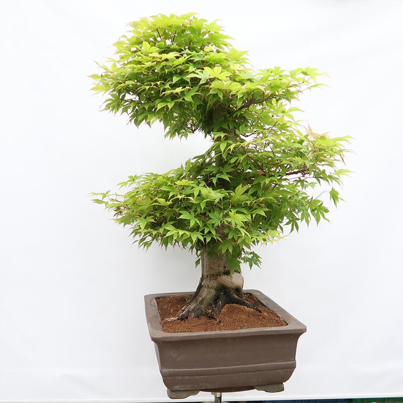 Bonsai für den Außenbereich - Acer palmatum - Vorbereitung NUR auf Paletten