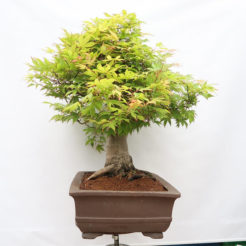 Bonsai für den Außenbereich - Acer palmatum - Vorbereitung NUR auf Paletten