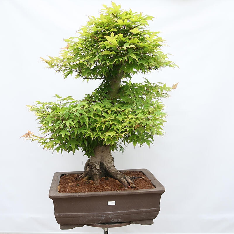Bonsai für den Außenbereich - Acer palmatum - Vorbereitung NUR auf Paletten