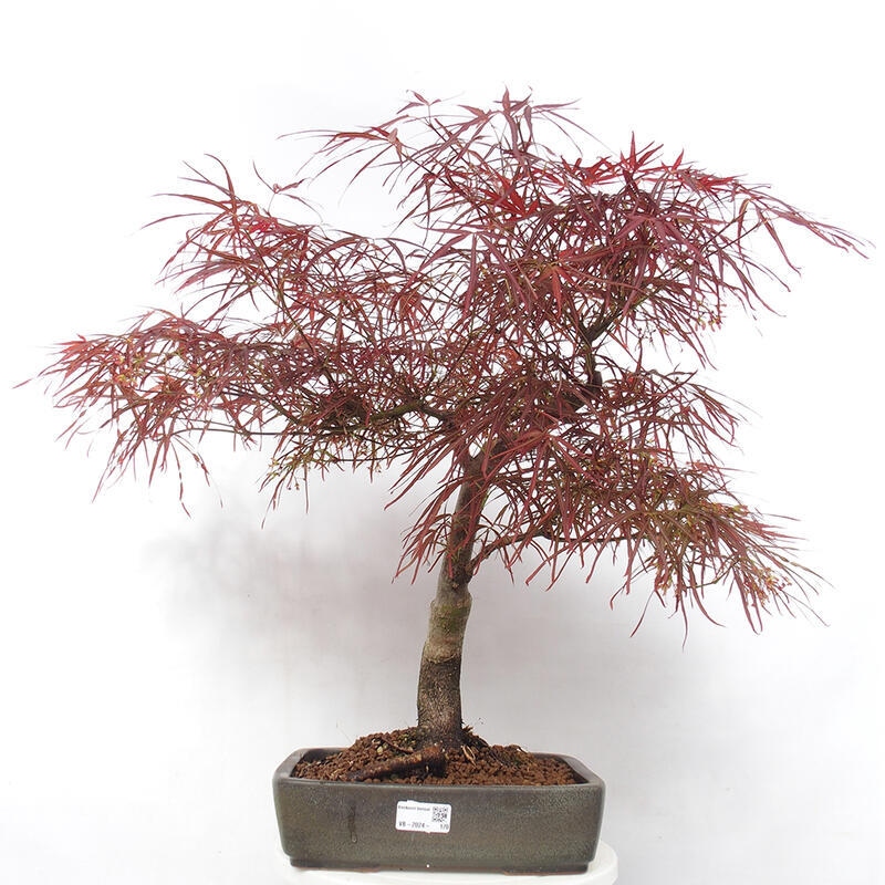 Bonsai für draußen - Acer palmatum RED PYGMY
