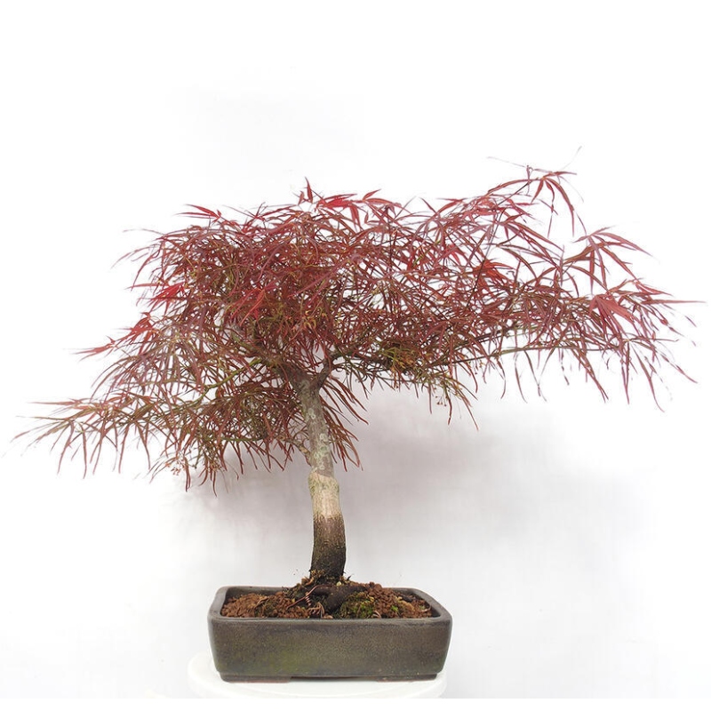 Bonsai für draußen - Acer palmatum RED PYGMY