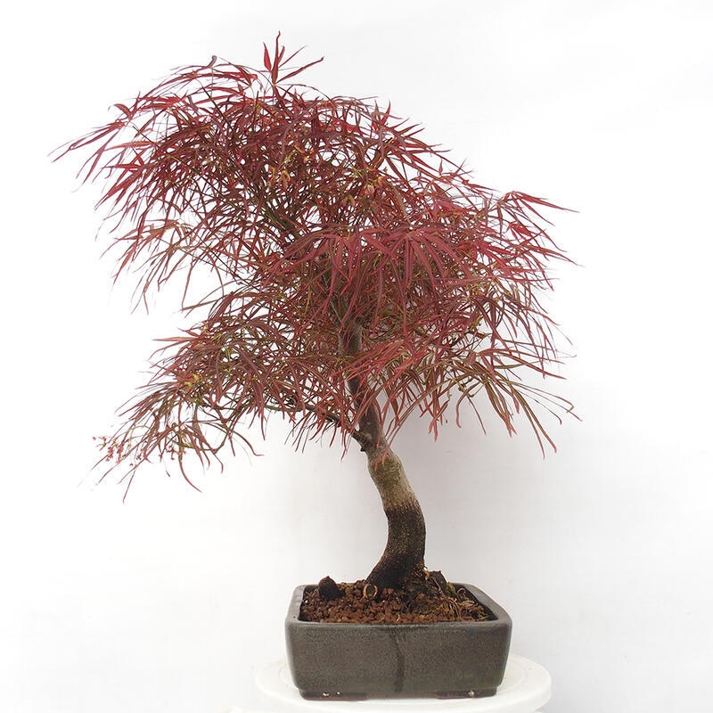Bonsai für draußen - Acer palmatum RED PYGMY