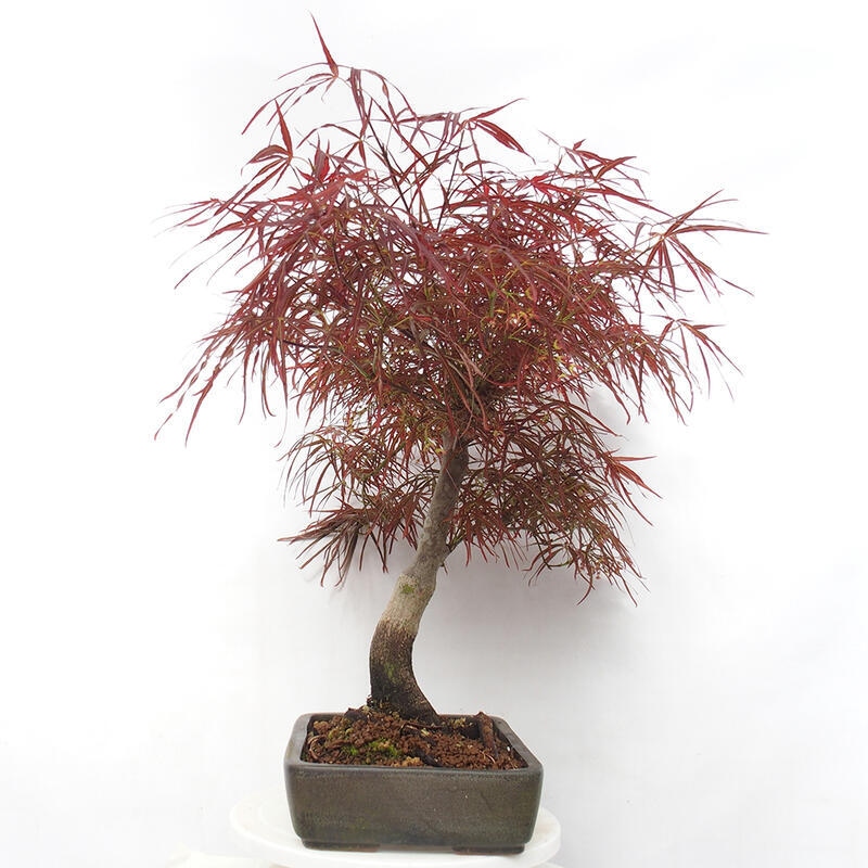 Bonsai für draußen - Acer palmatum RED PYGMY