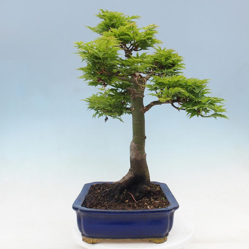 Bonsai für draußen -Javor-Palme Acer palmatum Shishigashira