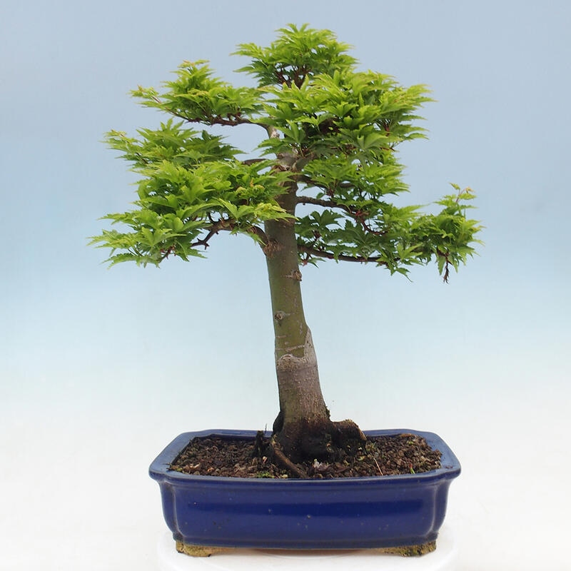 Bonsai für draußen -Javor-Palme Acer palmatum Shishigashira
