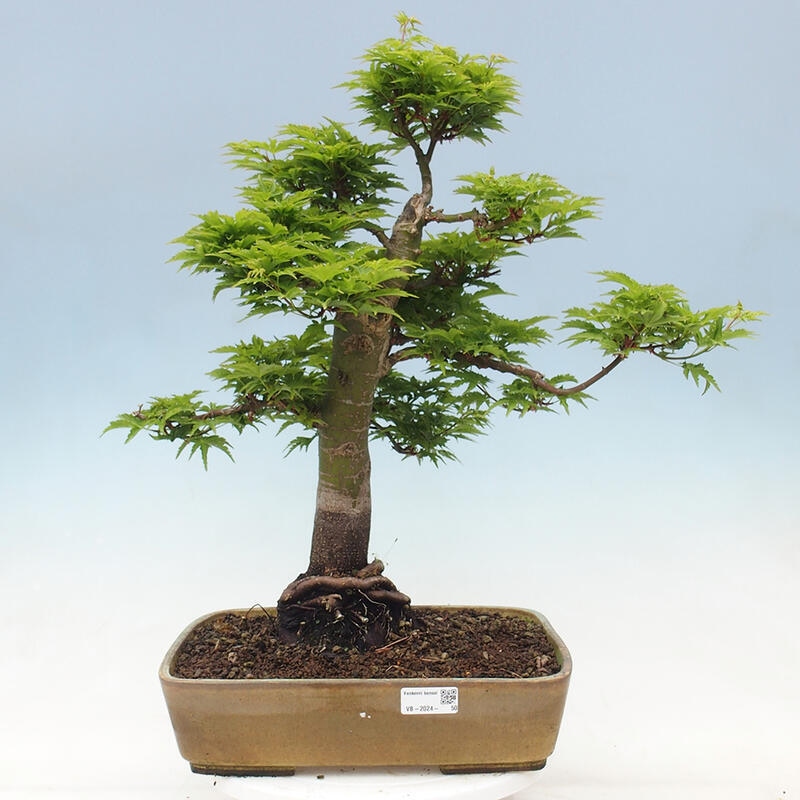 Bonsai für draußen -Javor-Palme Acer palmatum Shishigashira