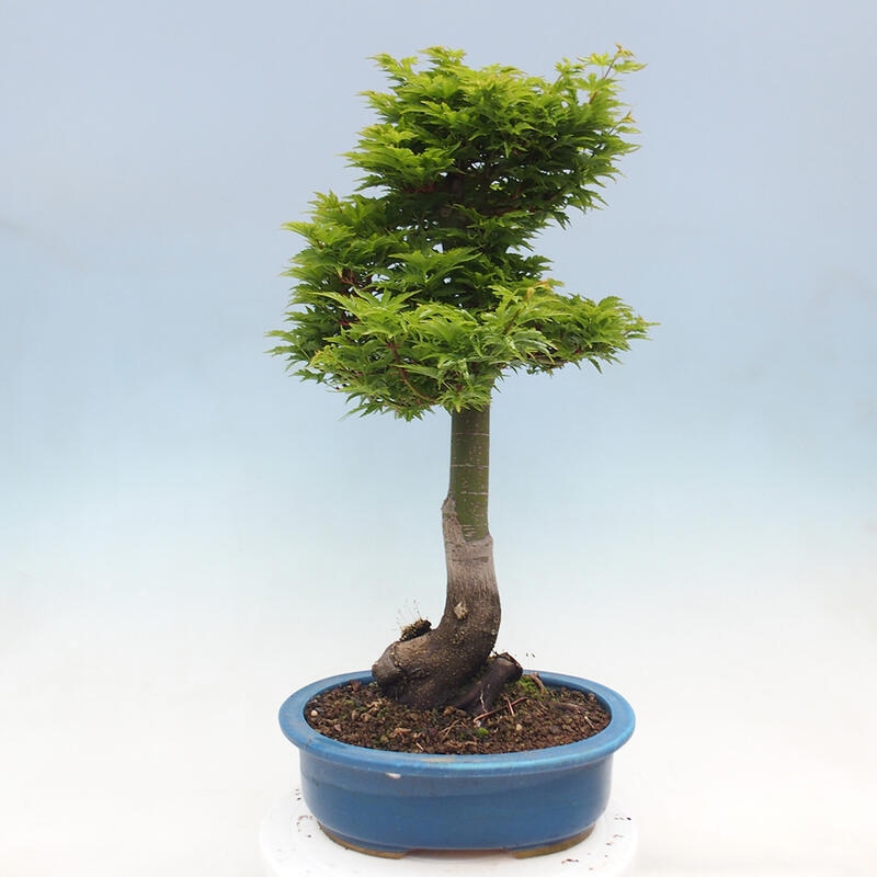 Bonsai für draußen -Javor-Palme Acer palmatum Shishigashira
