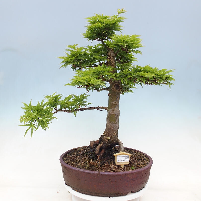 Bonsai für draußen -Javor-Palme Acer palmatum Shishigashira