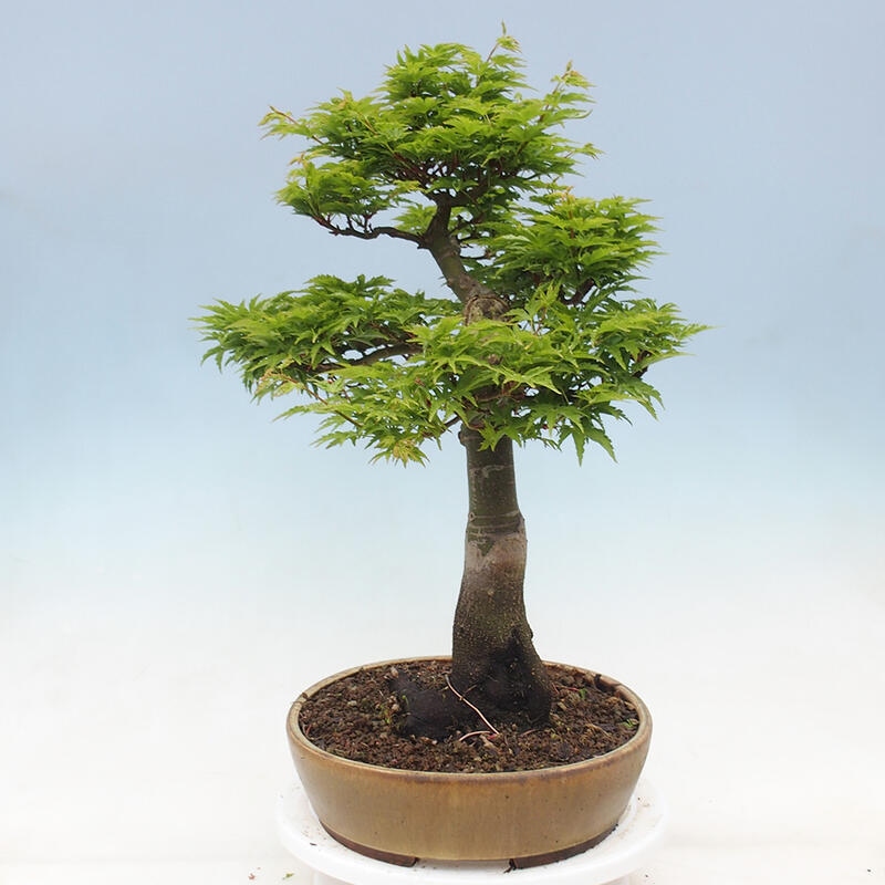 Bonsai für draußen -Javor-Palme Acer palmatum Shishigashira