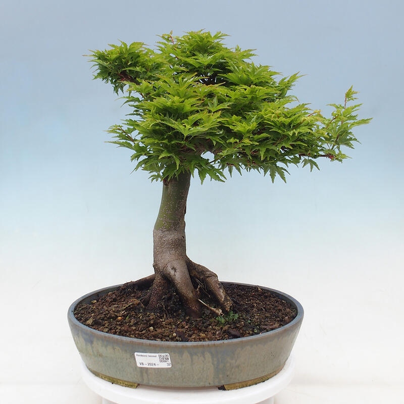 Bonsai für draußen -Javor-Palme Acer palmatum Shishigashira