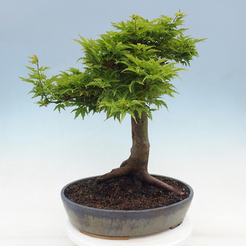 Bonsai für draußen -Javor-Palme Acer palmatum Shishigashira
