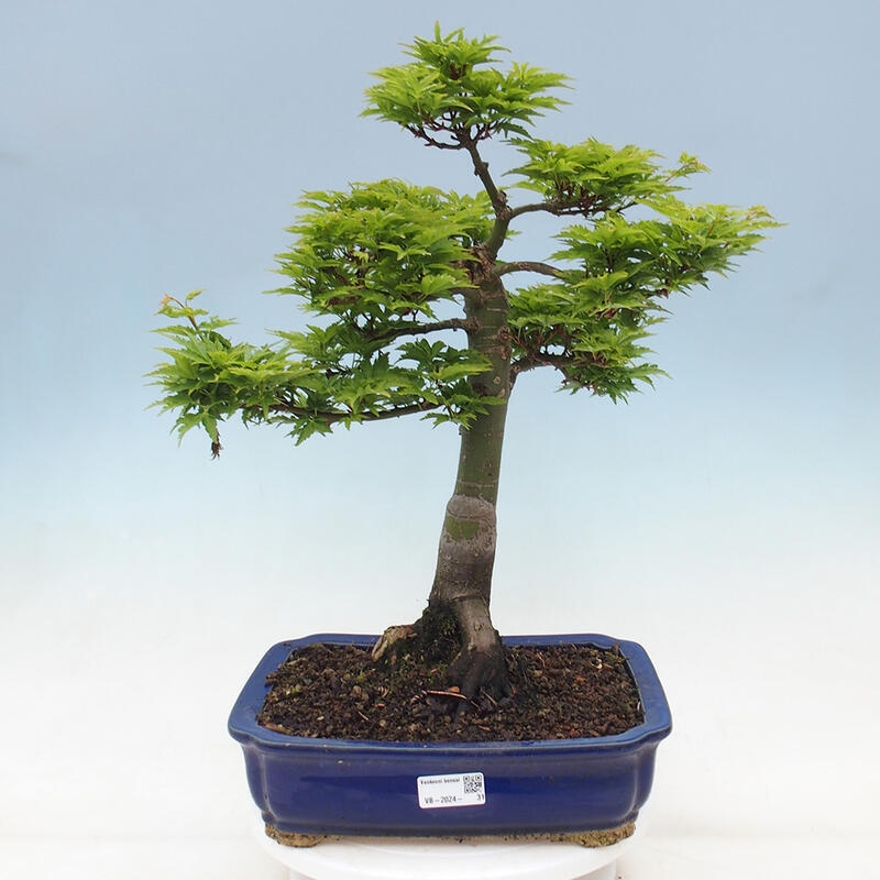 Bonsai für draußen -Javor-Palme Acer palmatum Shishigashira
