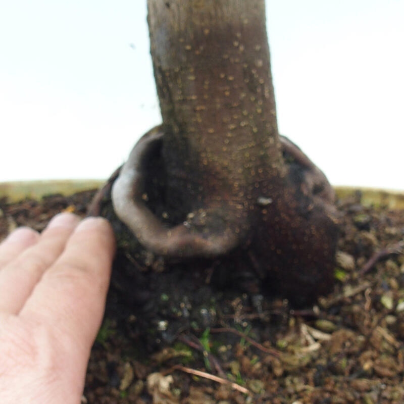 Bonsai für draußen -Javor-Palme Acer palmatum Shishigashira