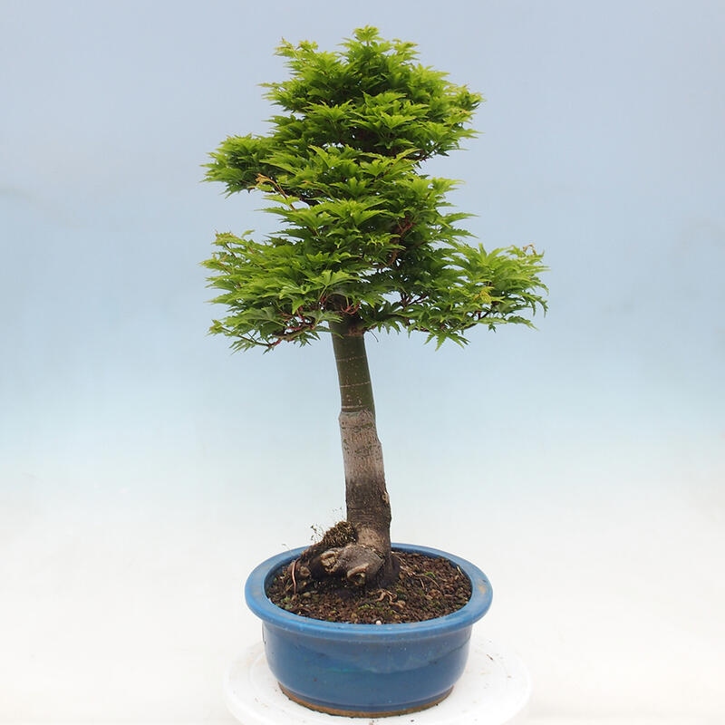 Bonsai für draußen -Javor-Palme Acer palmatum Shishigashira