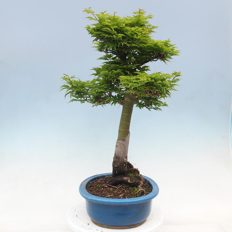 Bonsai für draußen -Javor-Palme Acer palmatum Shishigashira