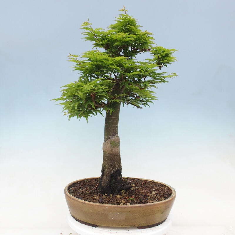 Bonsai für draußen -Javor-Palme Acer palmatum Shishigashira