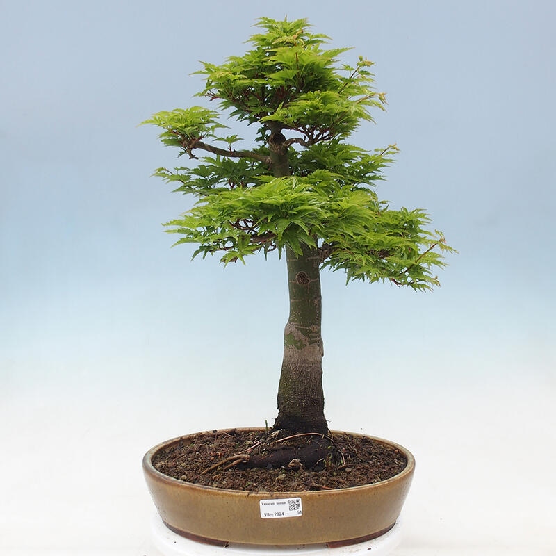 Bonsai für draußen -Javor-Palme Acer palmatum Shishigashira